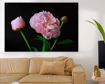 Nature morte à la pivoine