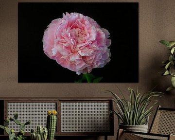 Still life with peony