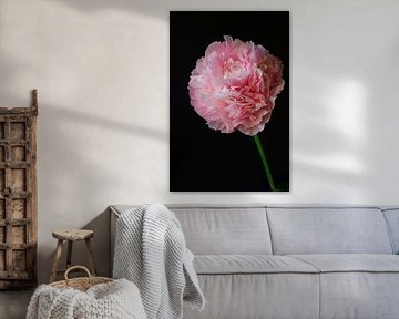 Still life with peony