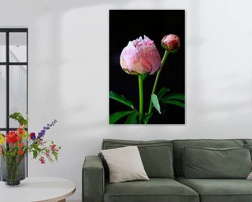 Nature morte aux pivoines