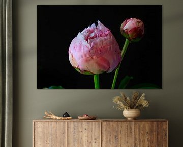 Nature morte aux pivoines