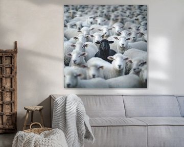 Des moutons noirs parmi des moutons blancs