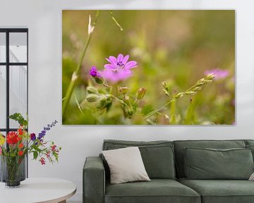 Soft stork flower in your own garden