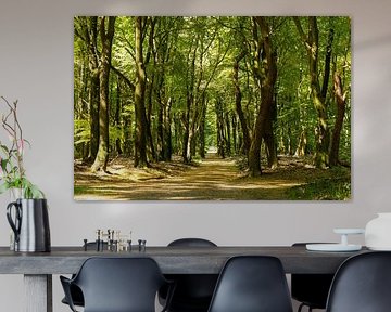 Dancing trees Speulder forest