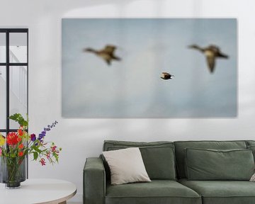 Zeearend vliegt 'mee' met ganzen van SchumacherFotografie