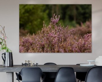 (Lemeler) heathland by SchumacherFotografie