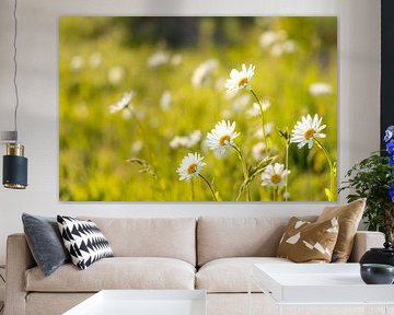 Common daisy