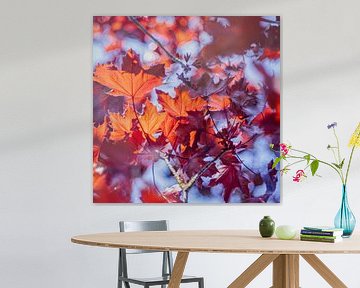 Feuilles rouges en bleu sur Patricia van Kuik
