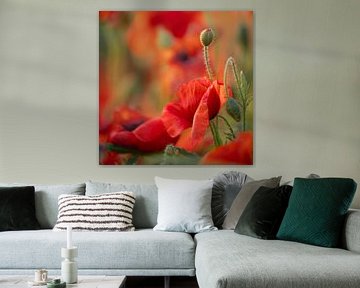 Mohnblumen von Patricia van Kuik