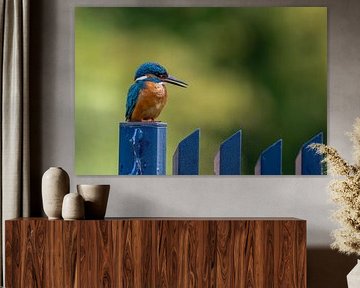 Martin-pêcheur sur une clôture bleue