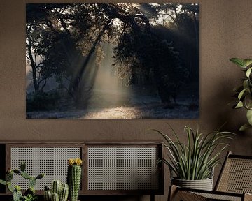 Lumière du soleil à travers les arbres de la forêt sur Daniëlle Kuijpers