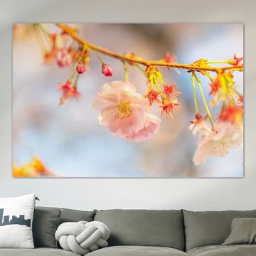 Makroaufnahme einer Kirschblüte