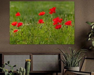 Poppies in a field