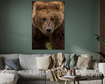 Grizzly beer met een doordringende blik