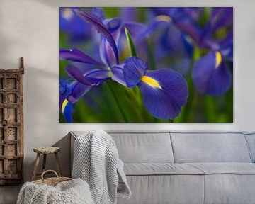 Blue Iris by Martien Janssen