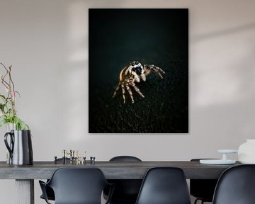 Zebra jumping spider