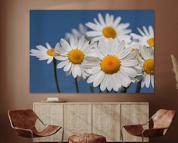 Leuchtende Margeriten vor blauem Himmel