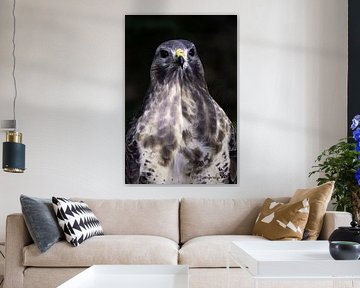 Buzzard