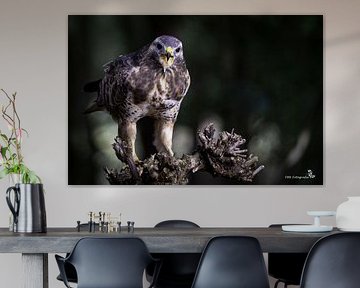 buzzard on stump