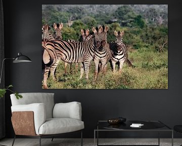 zebra, group of zebras by Kris Troukens