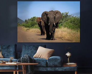 Elephant by Kris Troukens