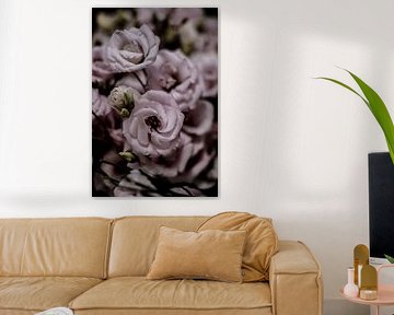 Beauté délicate de la fleur de lisianthus rose sur Shot by Clint