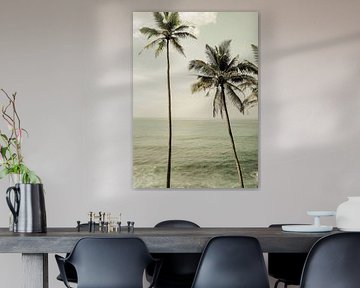 Oceanside Palms sur Shot by Clint