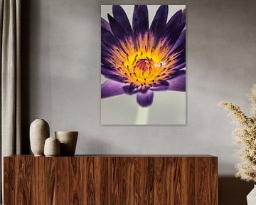 Nénuphar violet sur Shot by Clint