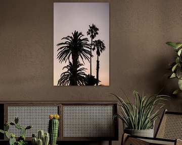 Silhouette de palmiers