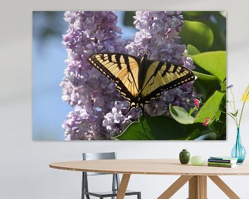 A butterfly in the garden in summer by Claude Laprise