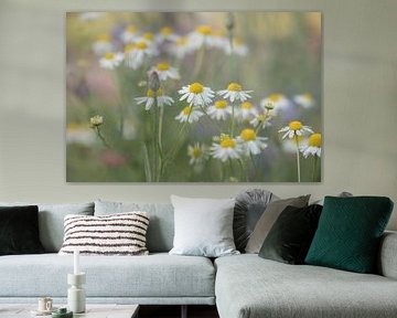 Margrietjes