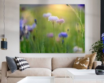 Bleuets sur Marjolijn Nugteren