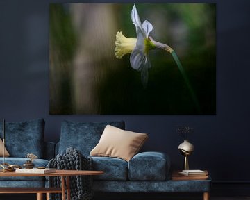 Crocus sur Marjolijn Nugteren
