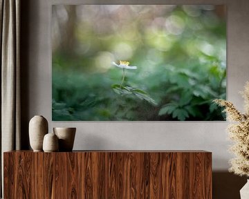 Forest Fairies - de bosanemoontjes van Moetwil en van Dijk - Fotografie