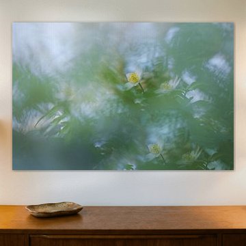 Buschwindröschen: bezaubernde Frühlingsblume