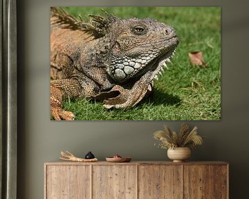 Sunbathing green iguana by Frank Heinen