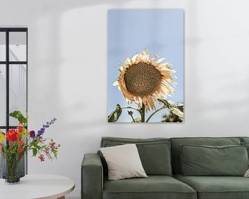 Tournesol doré Sway sur Shot by Clint