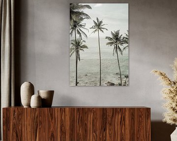 Rêves tropicaux