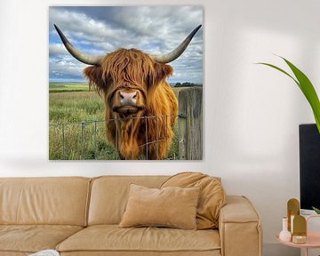 Schotse Hooglanders kijken nieuwsgierig over het hek van MArt