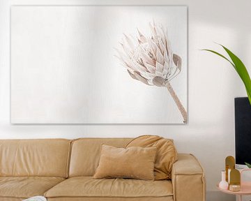 Protea on Light Background by Monika Strigel