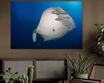 Mantarochen und Remoras