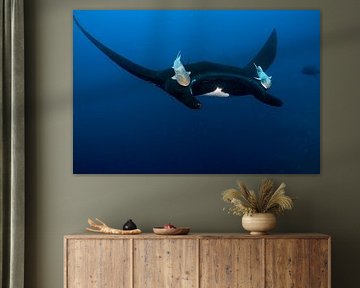 Schwarzer Pazifischer Manta