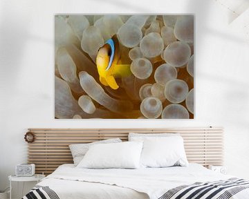 Poisson anémone
