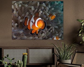 Poisson-clown