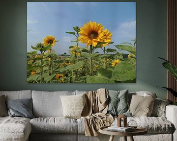 Zonnebloem by Quick Fotografie