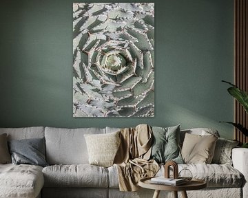 Spiral Succulent Maze by Shot by Clint