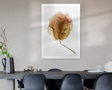 Veined Elegance by Shot by Clint