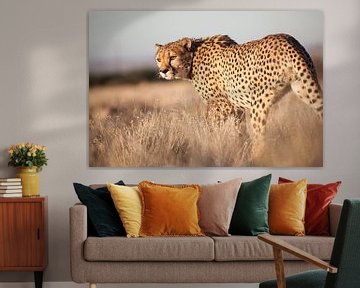 Cheeta, Namibia van Babs Boelens
