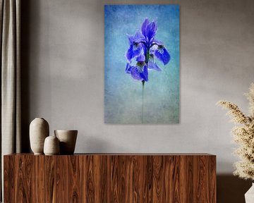 blauwe iris van Claudia Moeckel