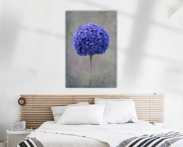 blue Allium by Claudia Moeckel